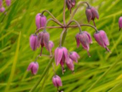 2013-08-18_Regina-F-Rau_Schachen_Blumen  (011).JPG